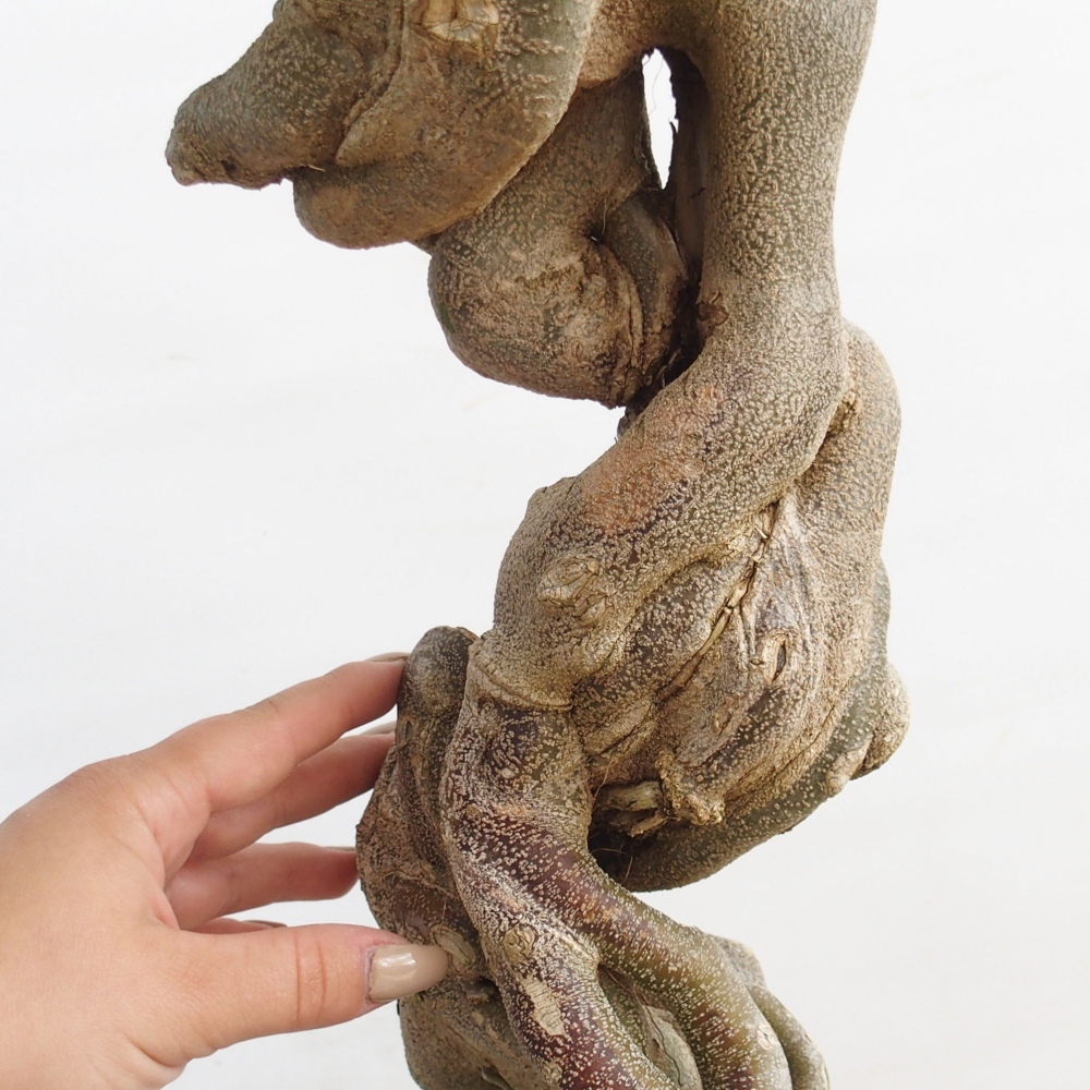 Bonsai für draußen - Acer Buergerianum - Bergahorn