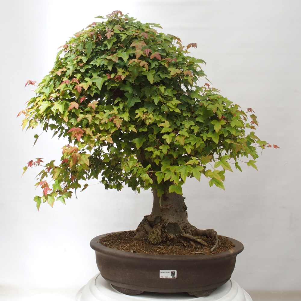 Bonsai für draußen - Acer Buergerianum - Bergahorn