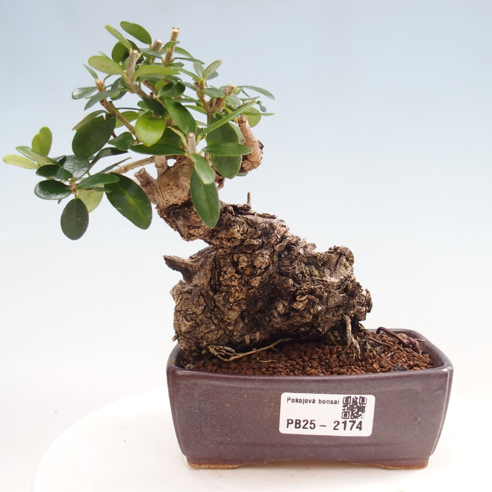 Zimmerbonsai - Olea europaea sylvestris