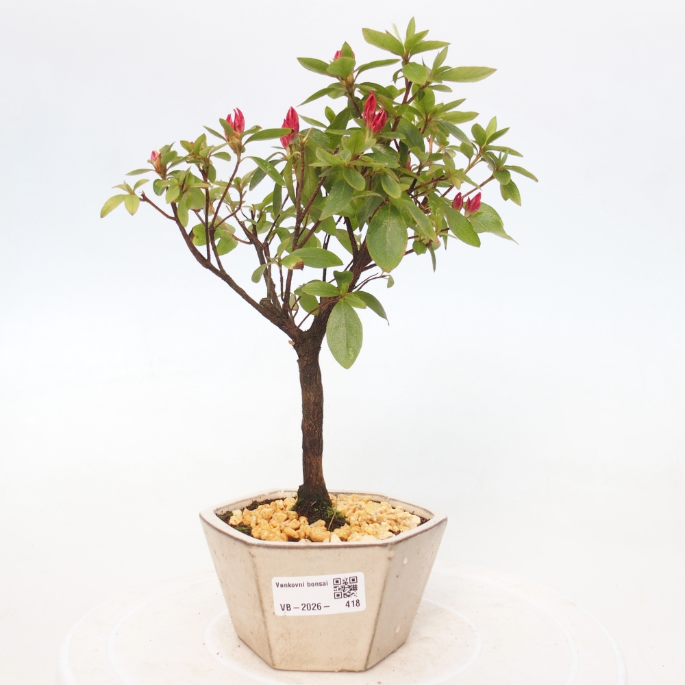 Bonsai für draußen - Japanische Azalee - Azalea sp.