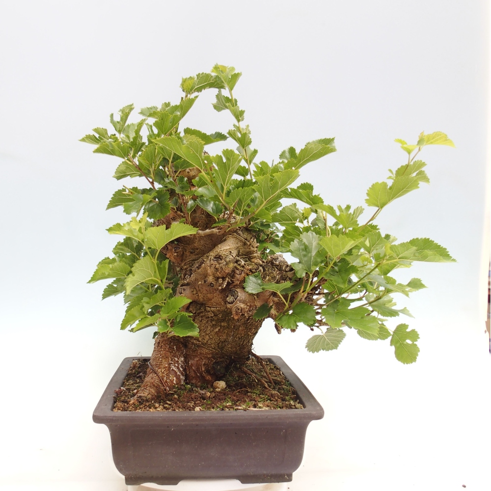 Bonsai für draußen -Morus alba - Maulbeere