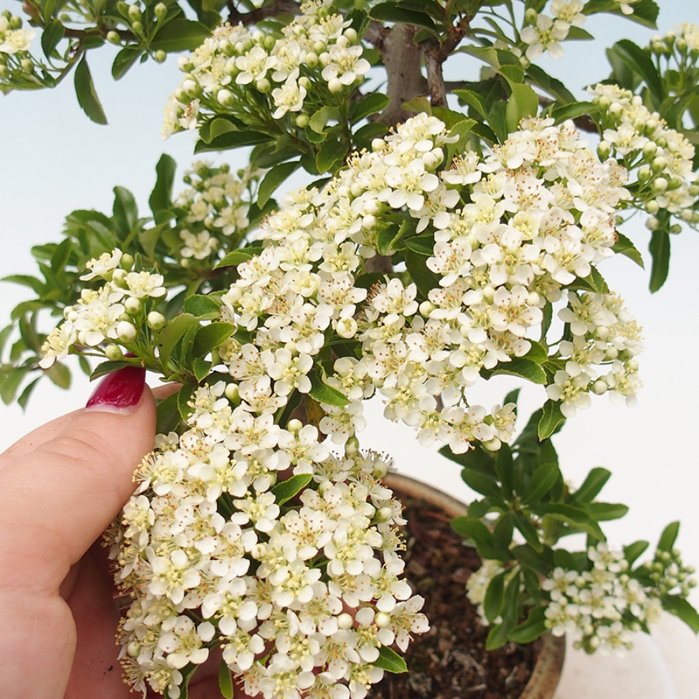 Freiland-Bonsai-Pyracantha Teton -Hlox