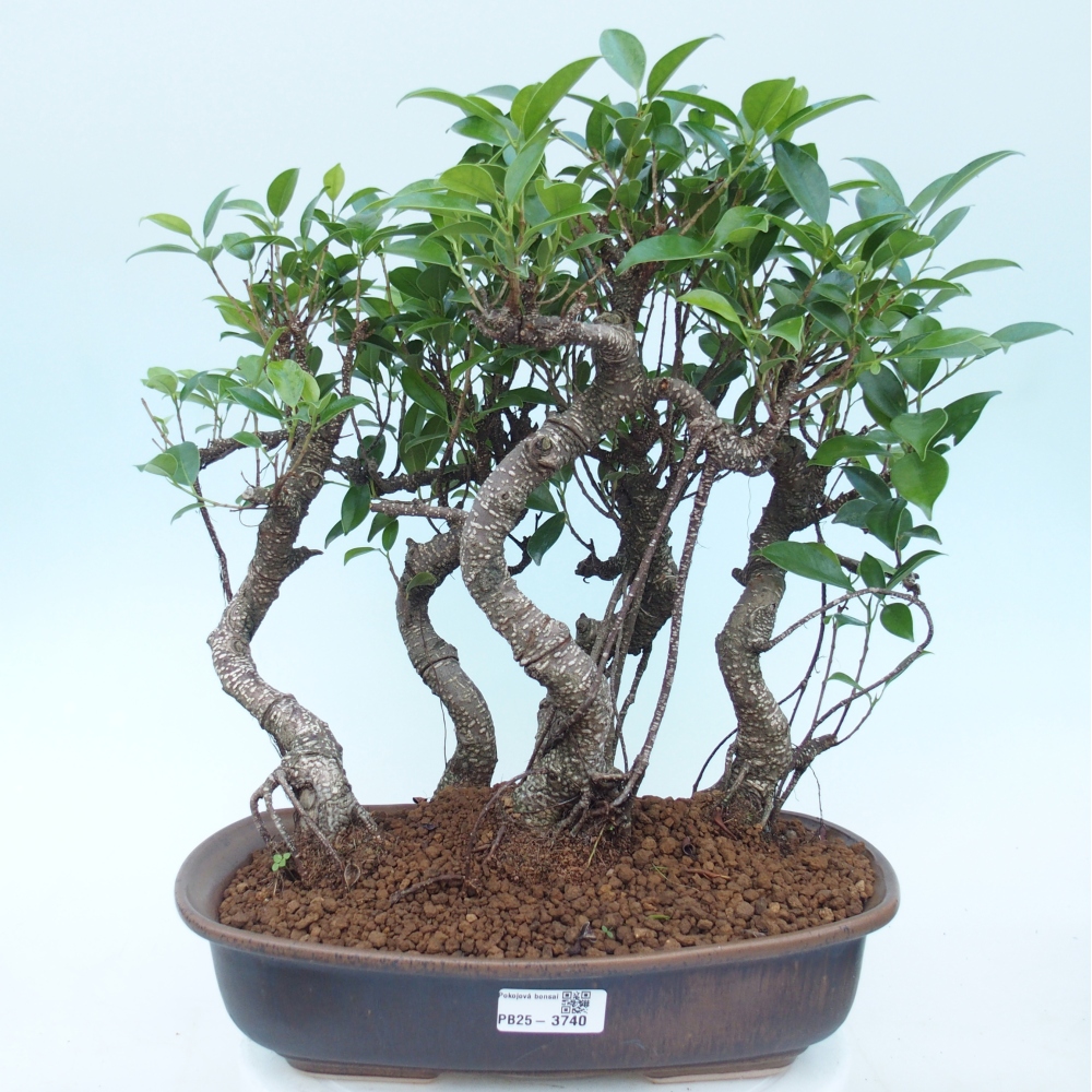 Zimmerbonsai - Ficus kimmen - Kleinblättriger Ficus