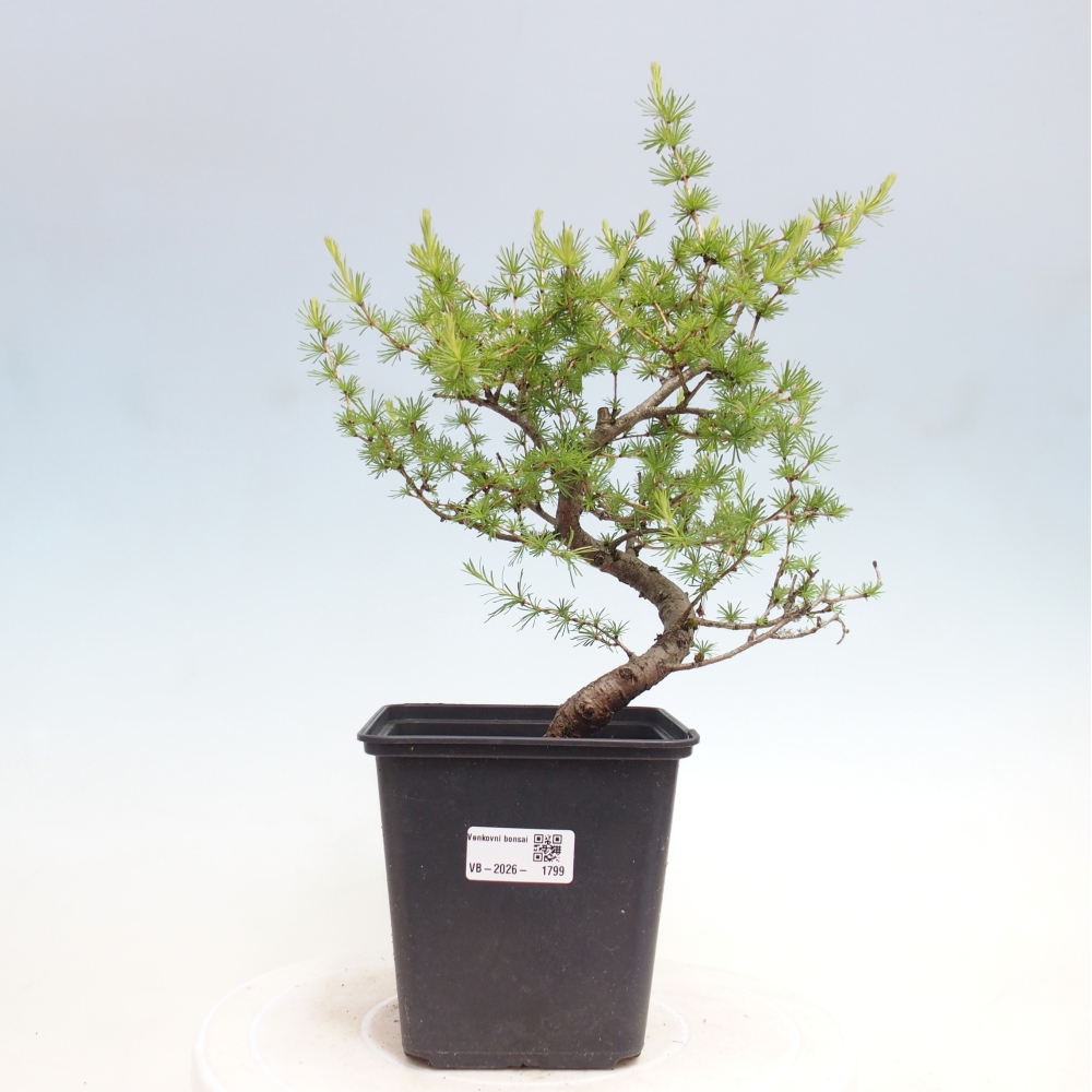 Bonsai für draußen -Larix decidua - Lärche