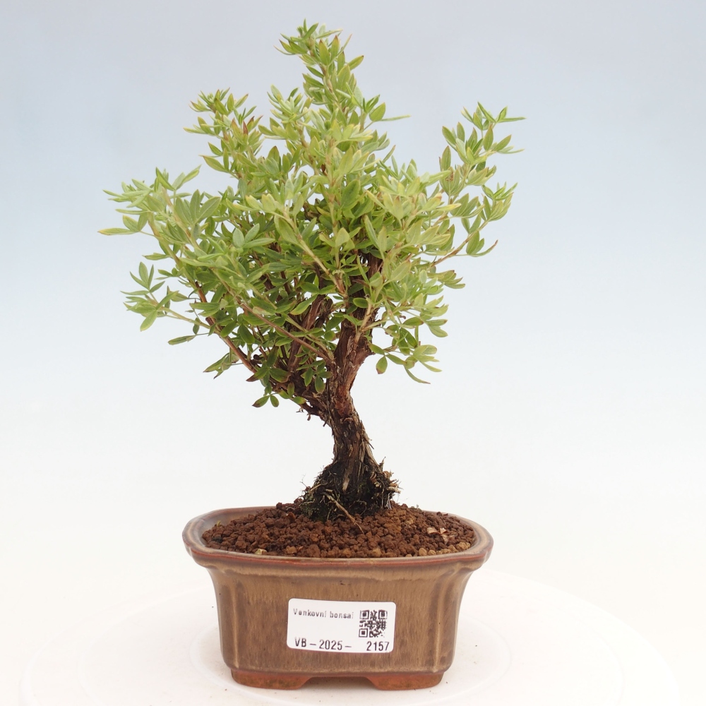Bonsai für draußen - Potentila fruticosa gelber Vogel