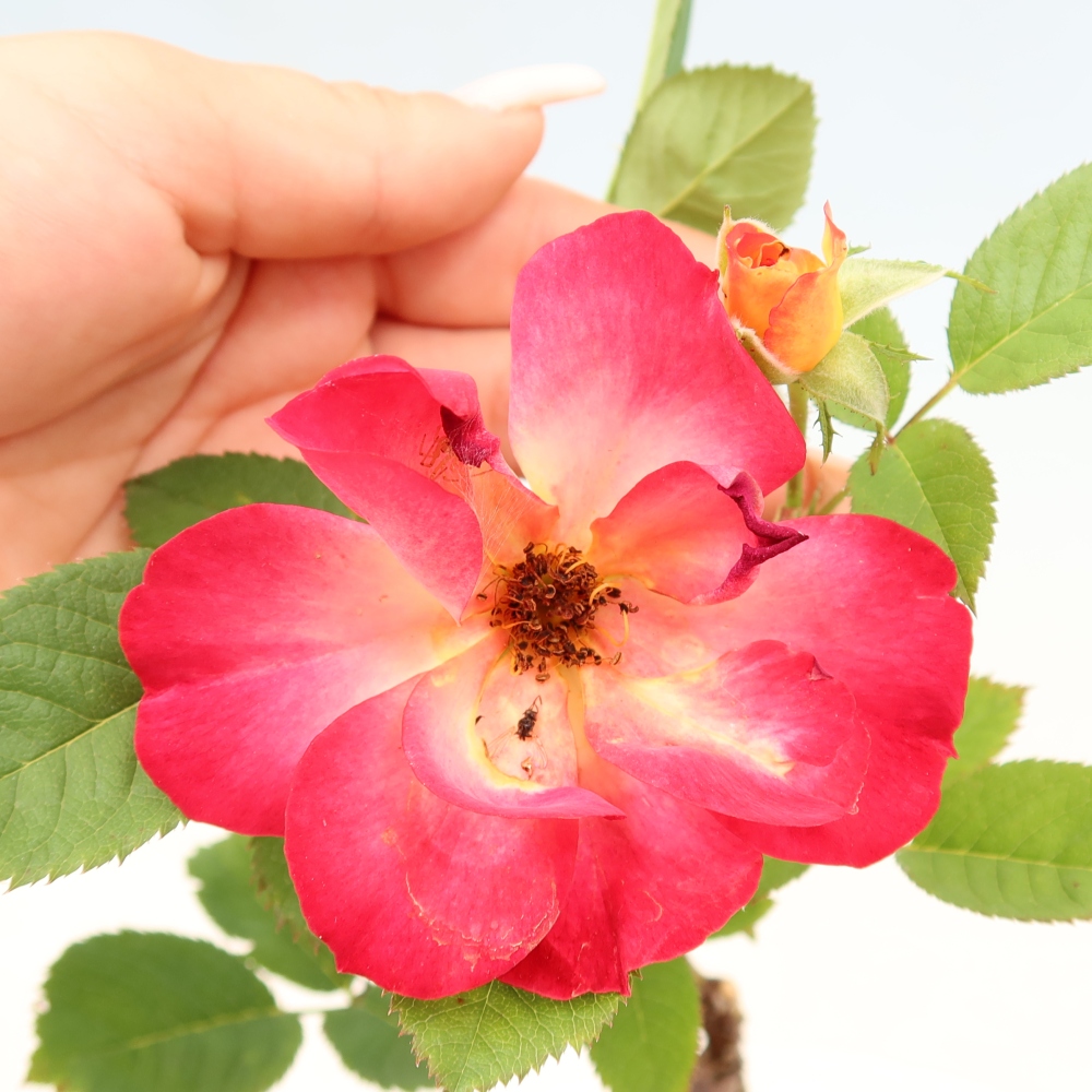 Bonsai für draußen - Rosa Kordes - Rose