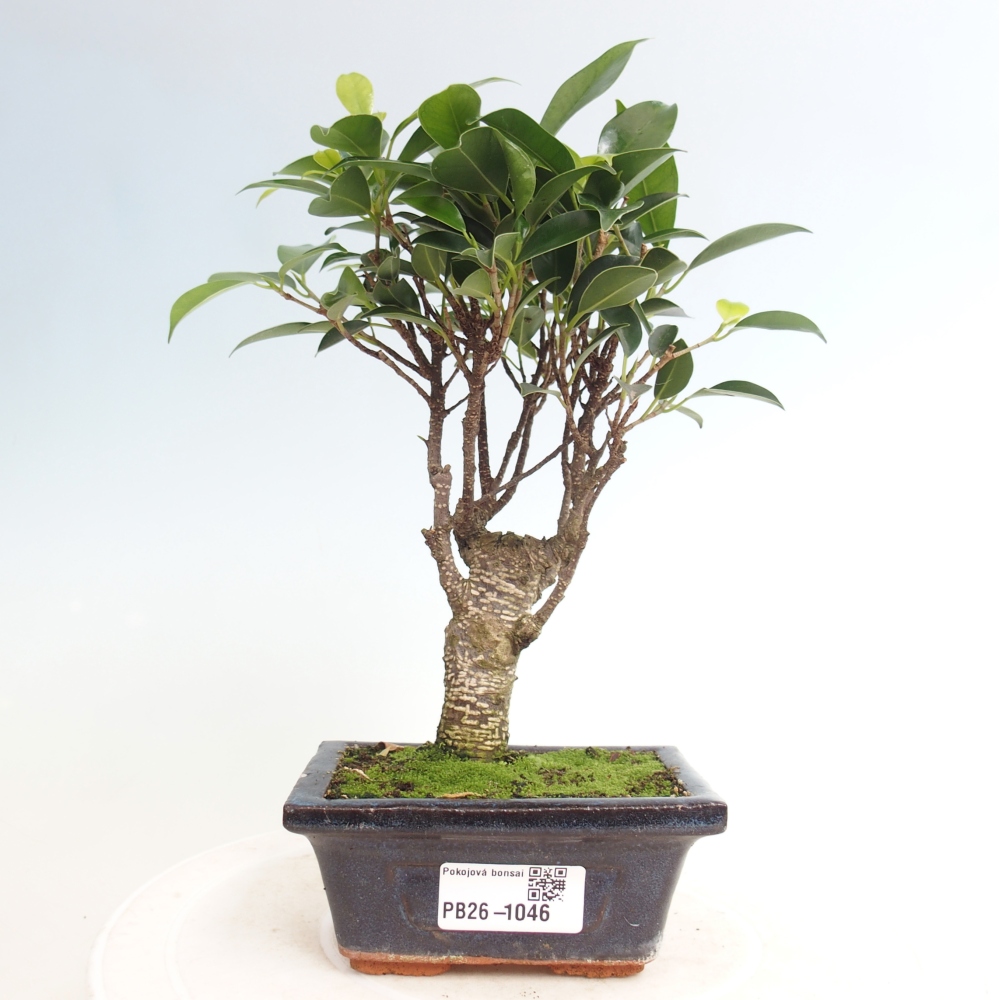 Zimmer Bonsai Ficus retusa kimmen