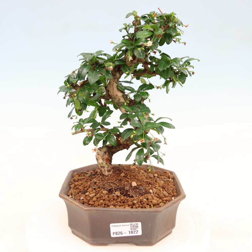Zimmer-Bonsai - Carmona macrophylla - Tee-Fuki