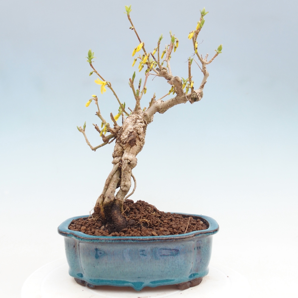 Bonsai für draußen - Zlatice - Forsythia koreana