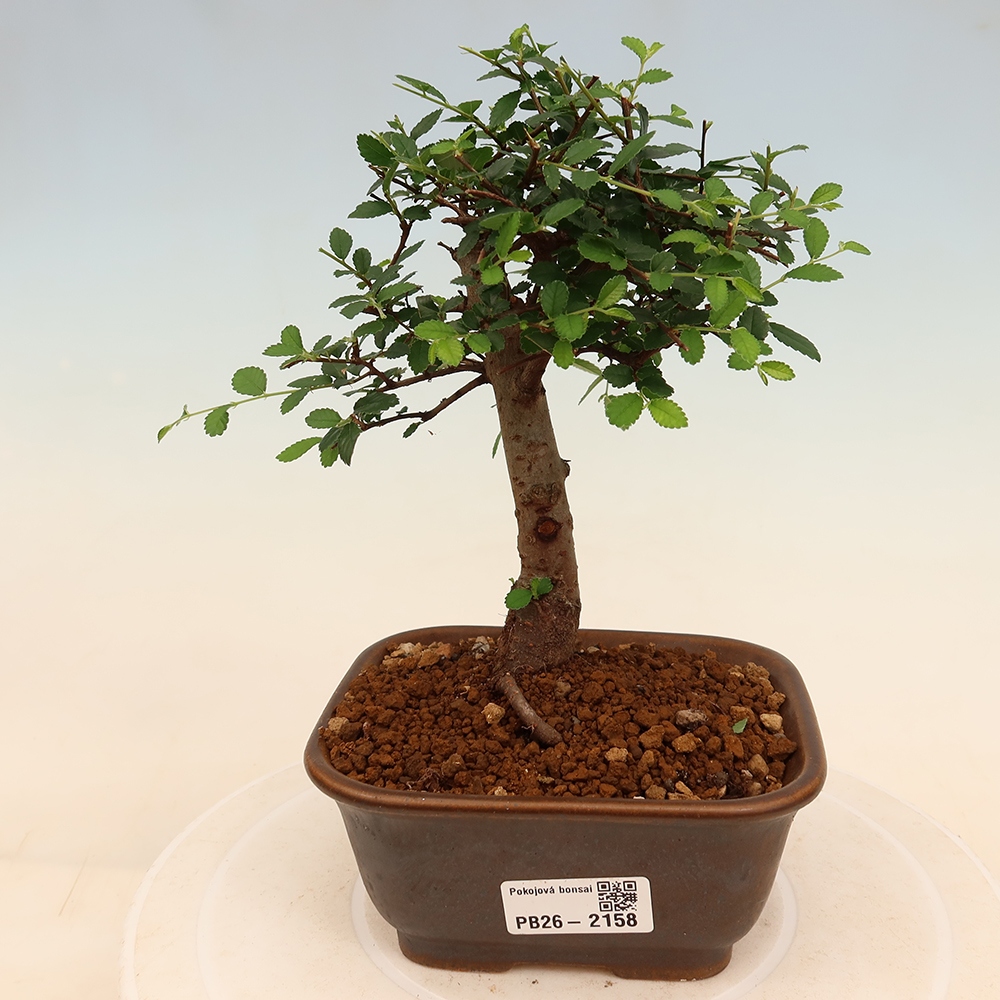Zimmerbonsai - Ulmus parvifolia - Kleinblättrige Ulme