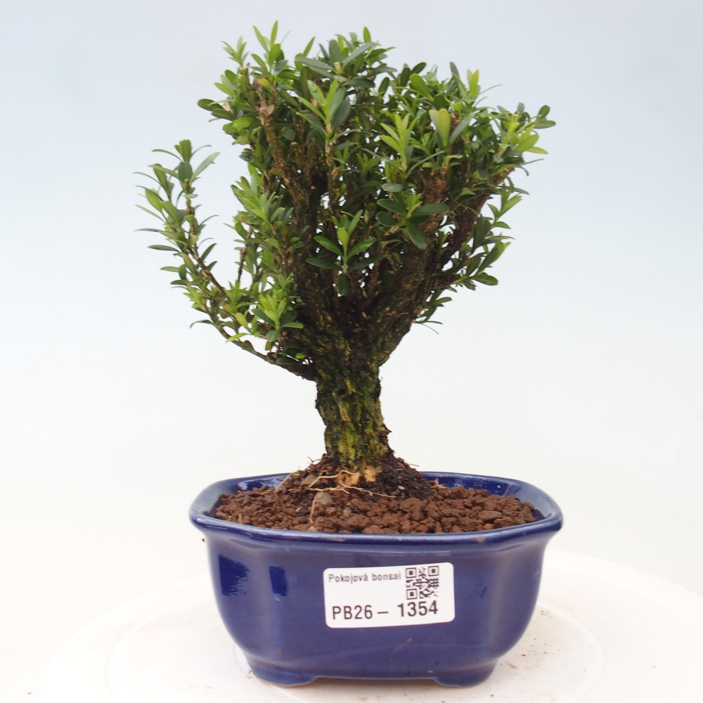 Zimmer Bonsai - Buxus harlandii - Korkbuxus