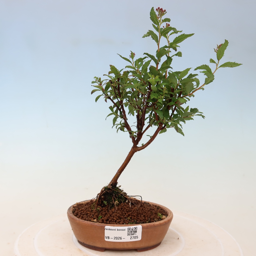 Bonsai für den Außenbereich – Japanische Spirea – Spirea japonica Anthony Waterer