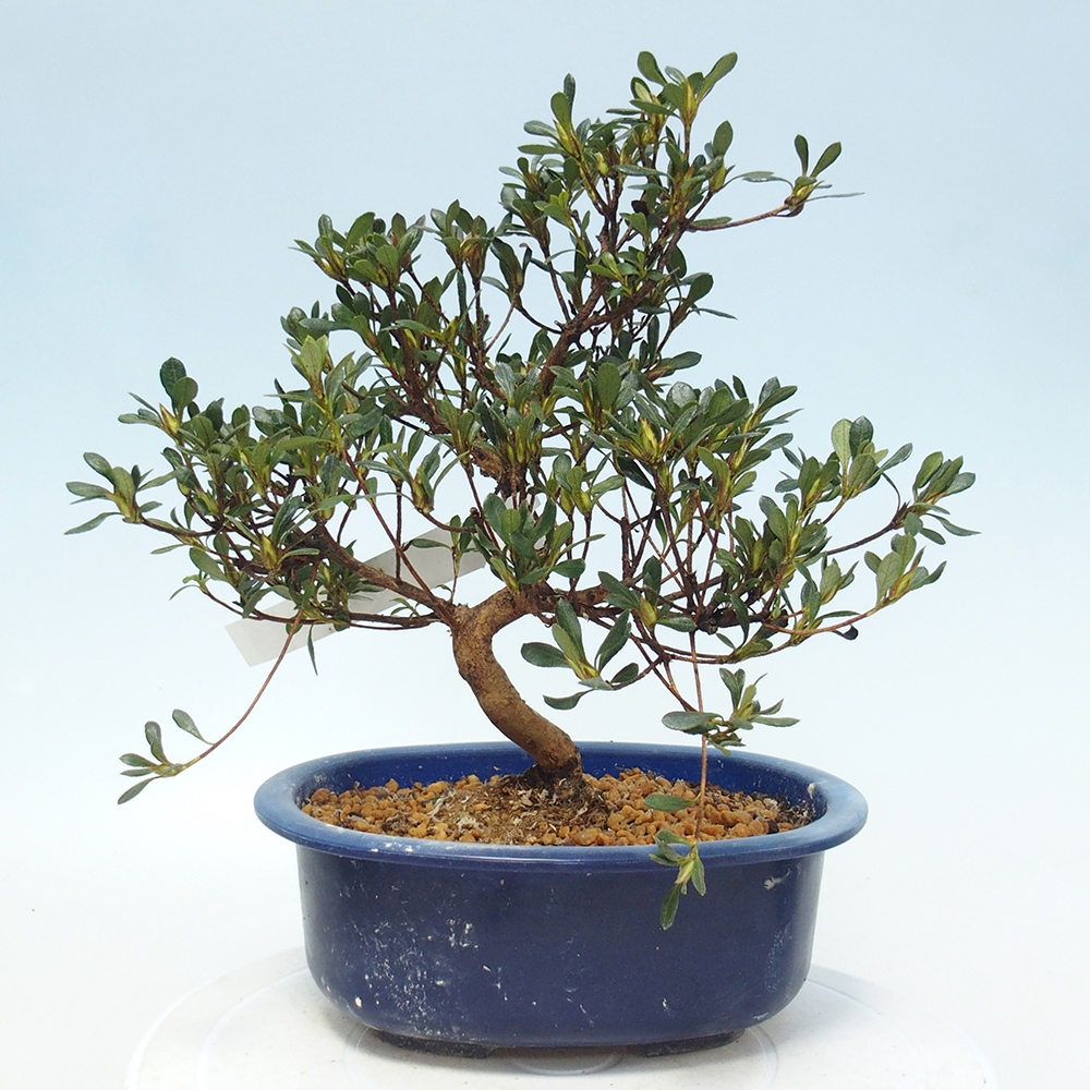 Bonsai für draußen - Japanische Azalee - Azalea Benibeni