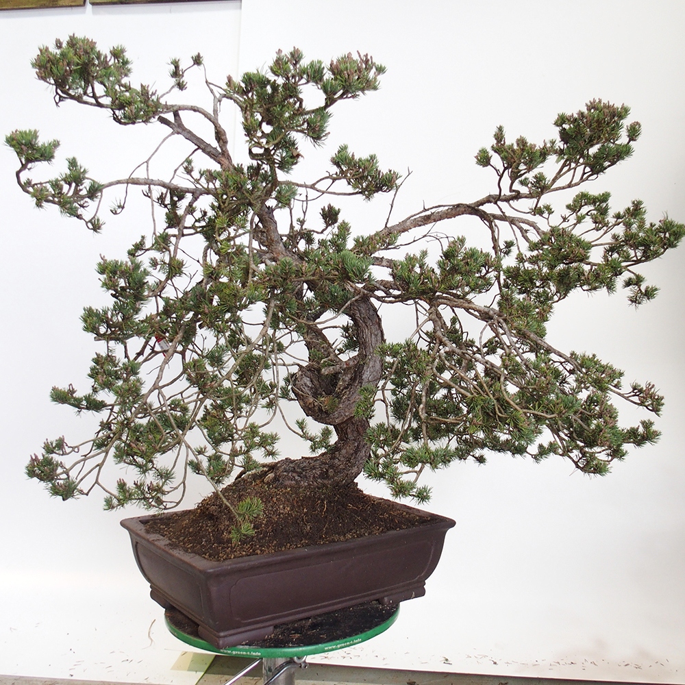 Yamadori - Pinus sylvestris Spanien