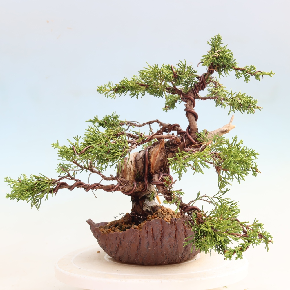 Bonsai für draußen - Juniperus chinensis Itoigawa-Juniperus chinensis