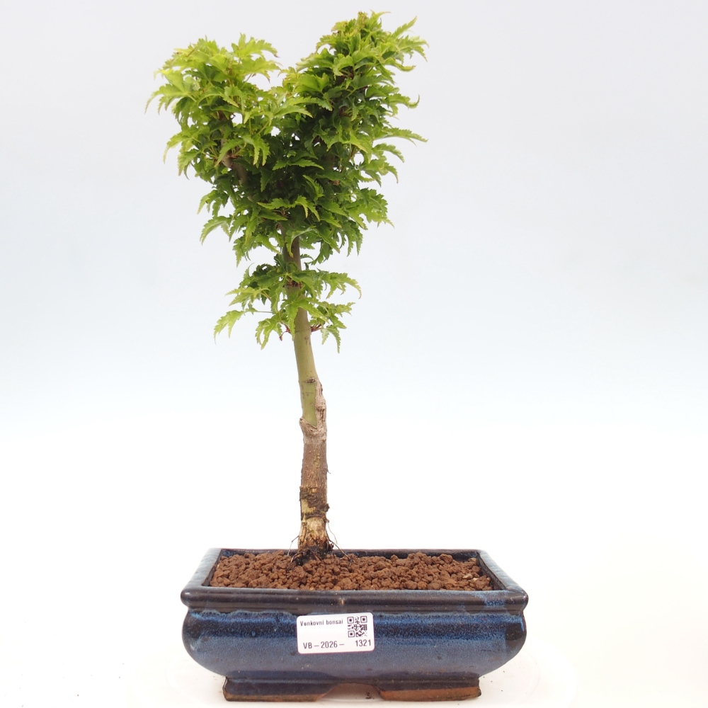 Bonsai für draußen -Javor-Palme Acer palmatum Shishigashira