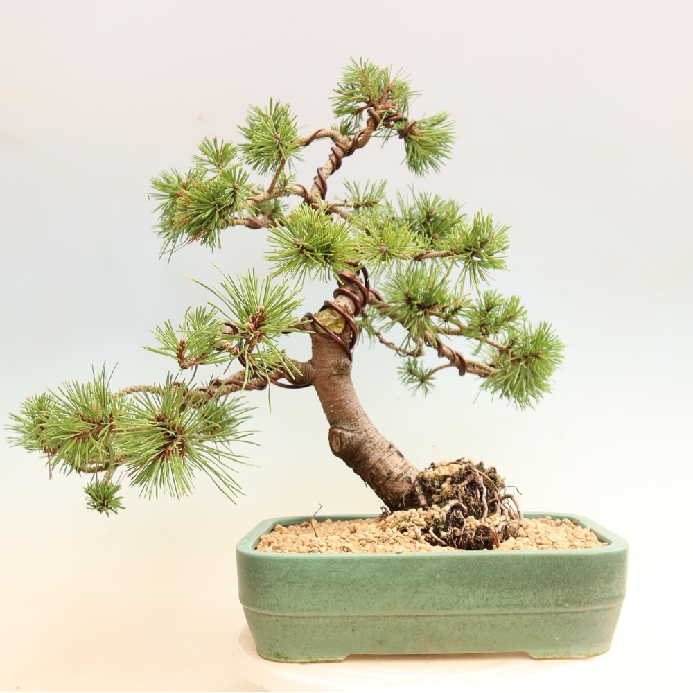 Bonsai für den Außenbereich – Pinus mugo Humpy – Zwergkiefer