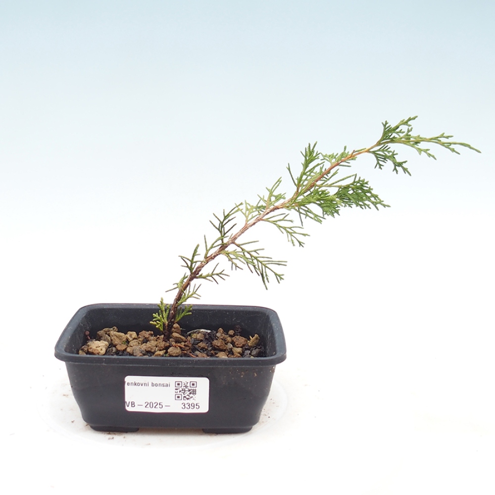 Bonsai für draußen - Juniperus chinensis Itoigawa