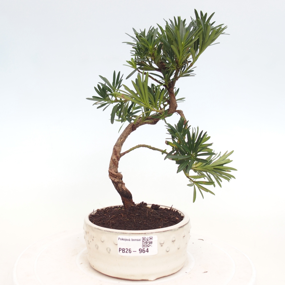 Zimmerbonsai - Podocarpus - Stein-Eibe