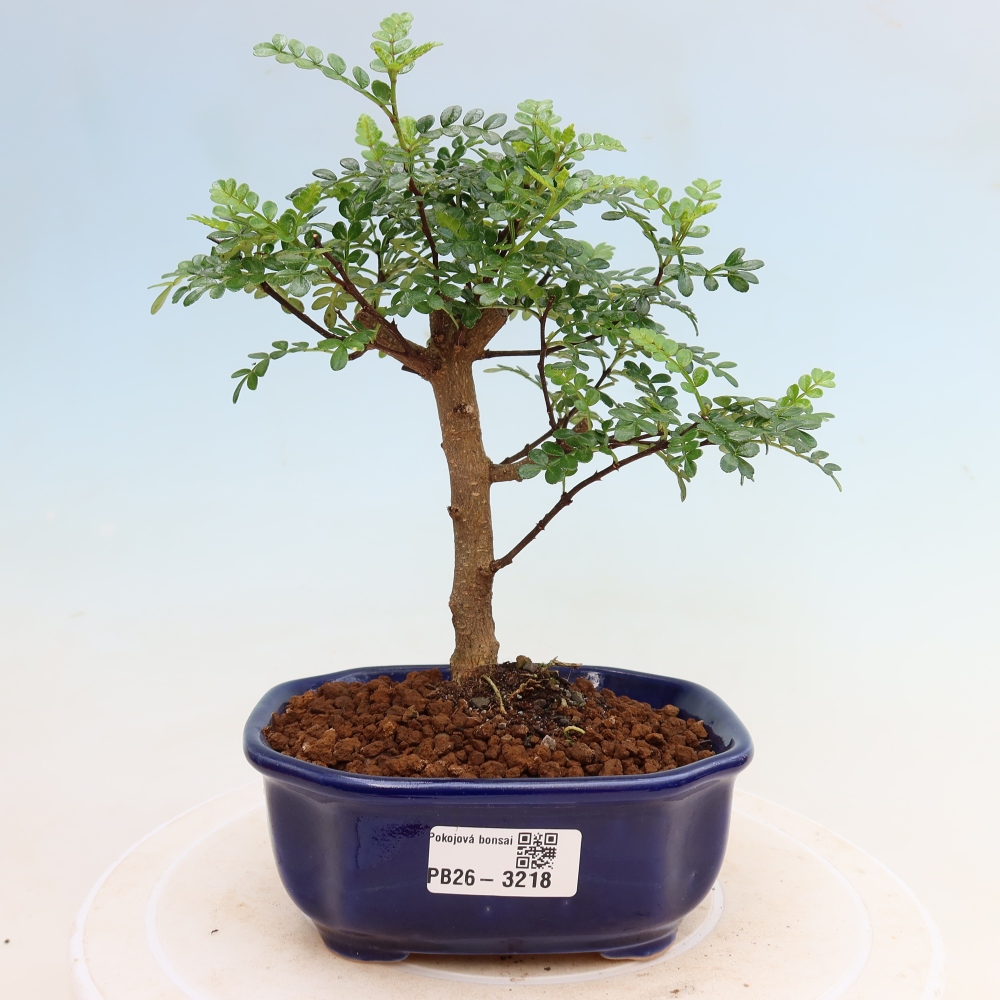 Zimmer Bonsai - Zantoxylum piperitum - Pfefferbaum
