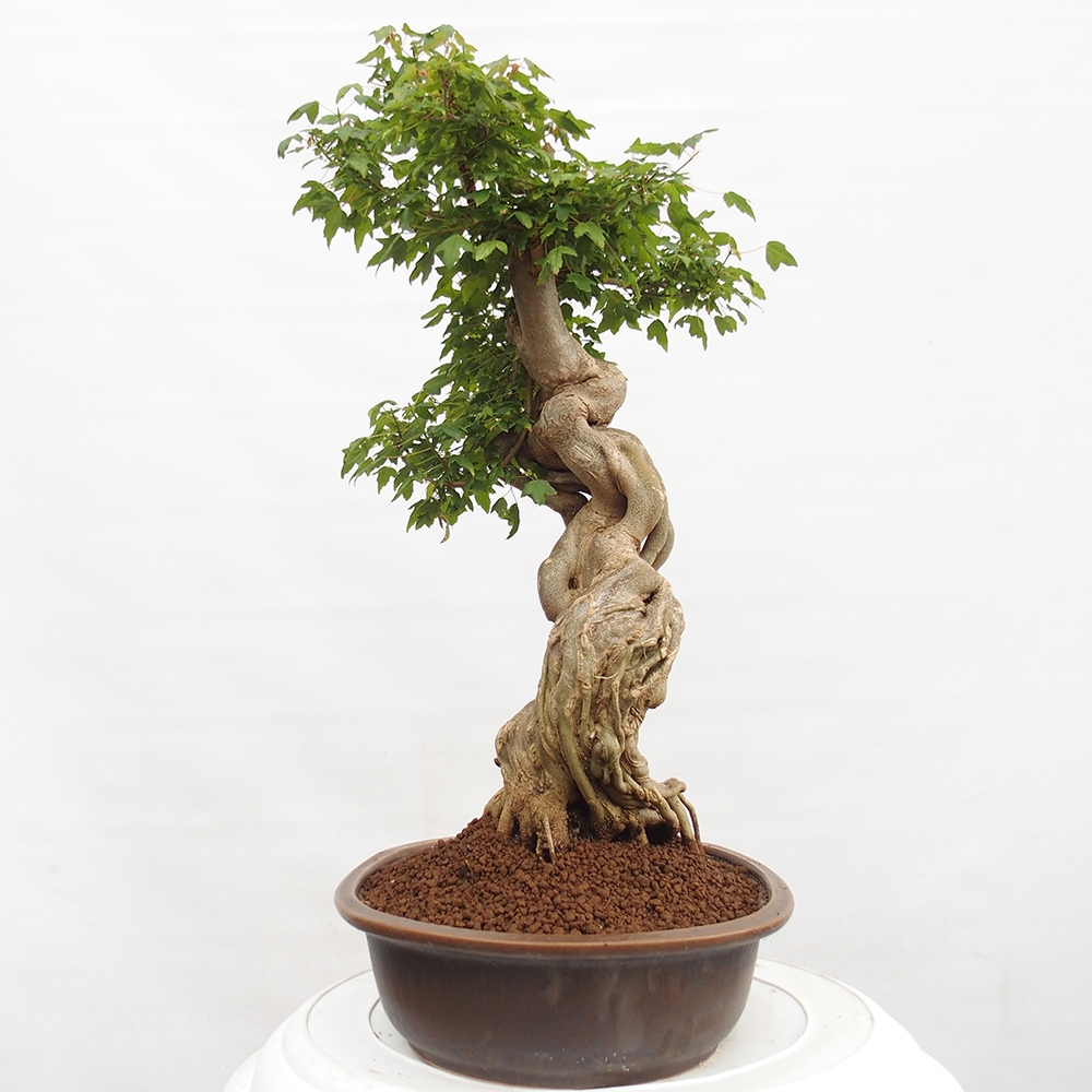 Bonsai für draußen - Acer Buergerianum - Bergahorn