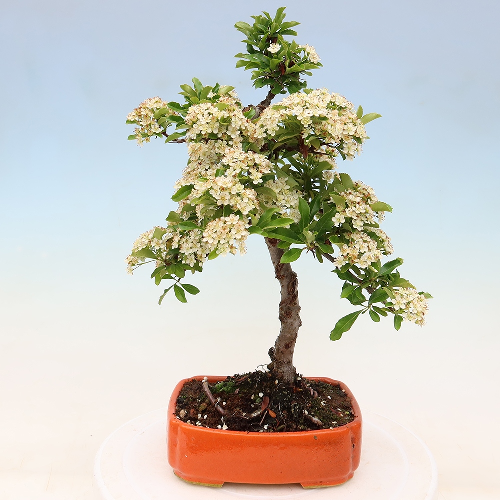 Bonsai für den Außenbereich – Pyracantha teton – Feuerdorn