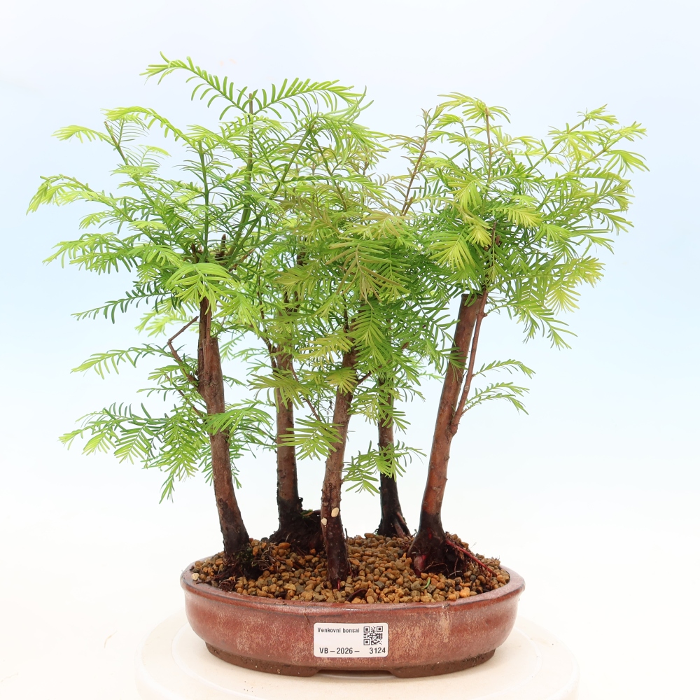 Bonsai für den Außenbereich – Metasequoia glyptostroboides – Chinesische Metasequoia – Wäldchen