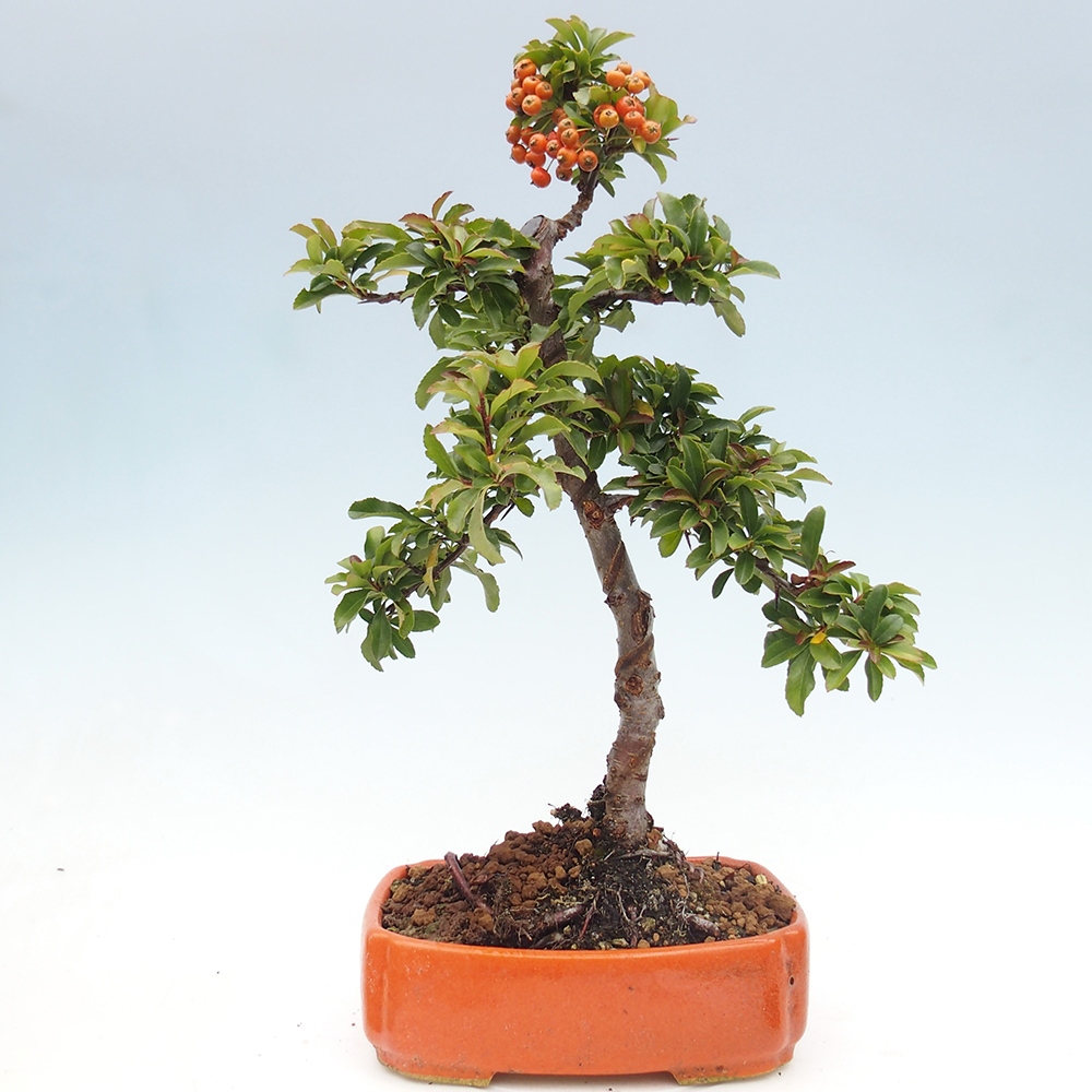 Freiland-Bonsai-Pyracantha Teton -Hlox