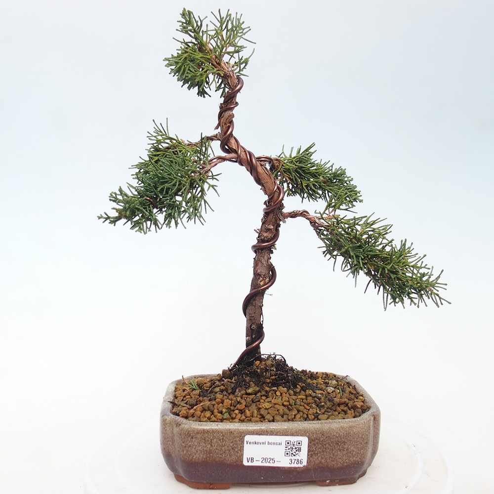 Bonsai für draußen - Juniperus chinensis Kishu