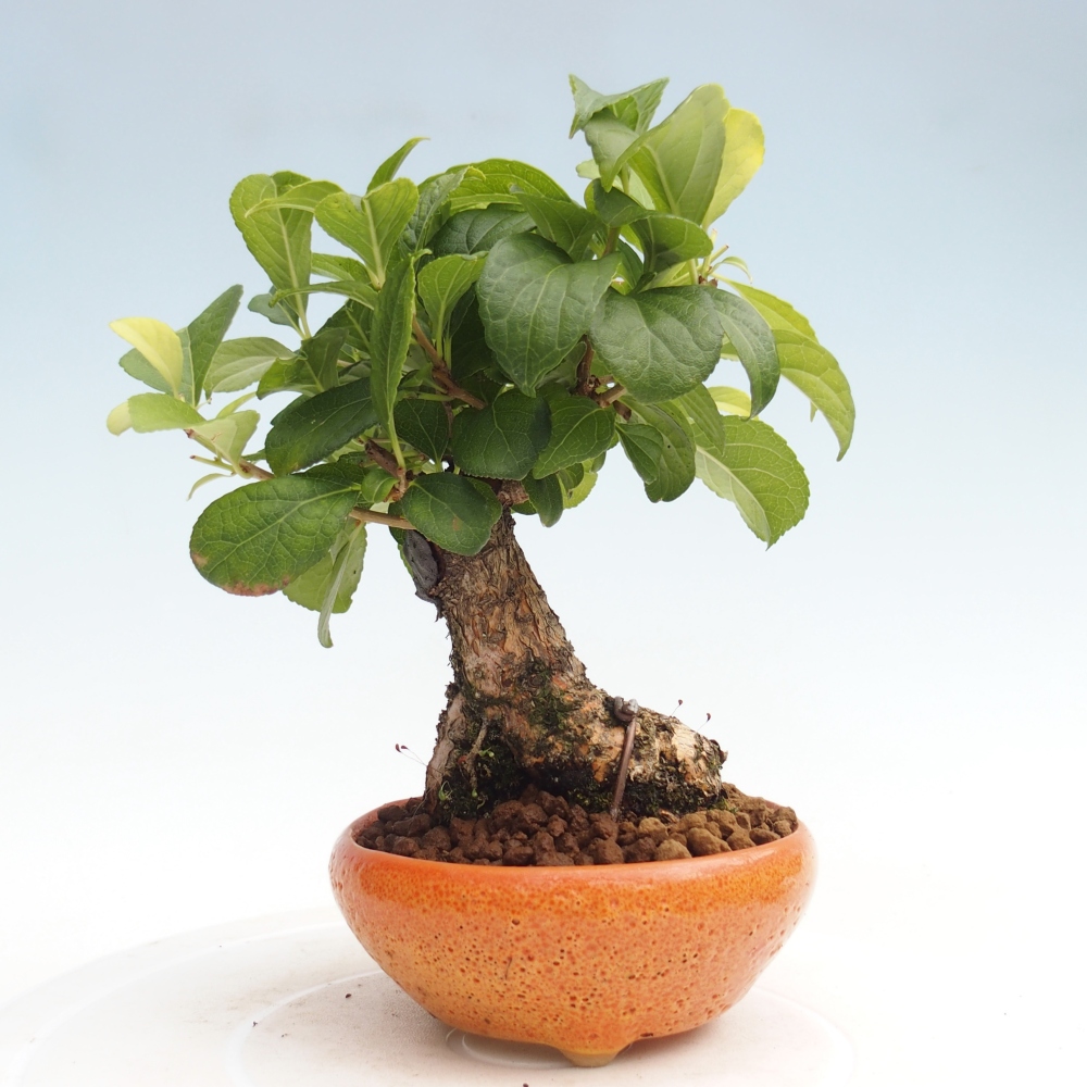 Bonsai für draußen - Celastrus orbiculatus