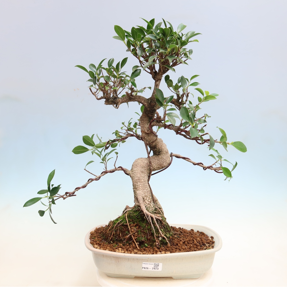 Zimmerbonsai - Ficus kimmen - Kleinblättriger Ficus