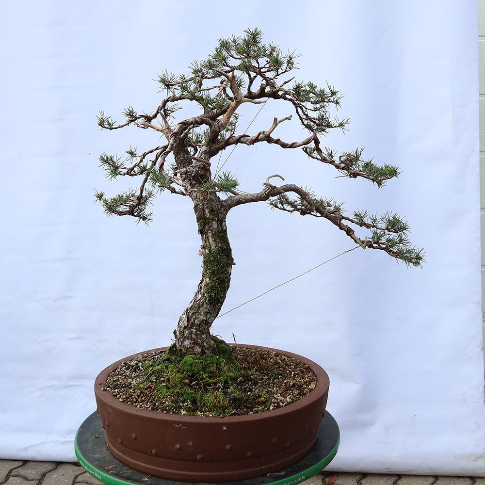 Pinus sylvestris Spanien – Waldkiefer