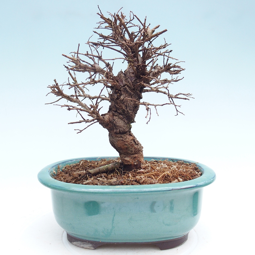 Bonsai für draußen - Zelkova - Zelkova NIRE