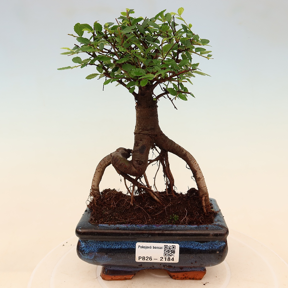Zimmerbonsai - Ulmus parvifolia - Kleinblättrige Ulme
