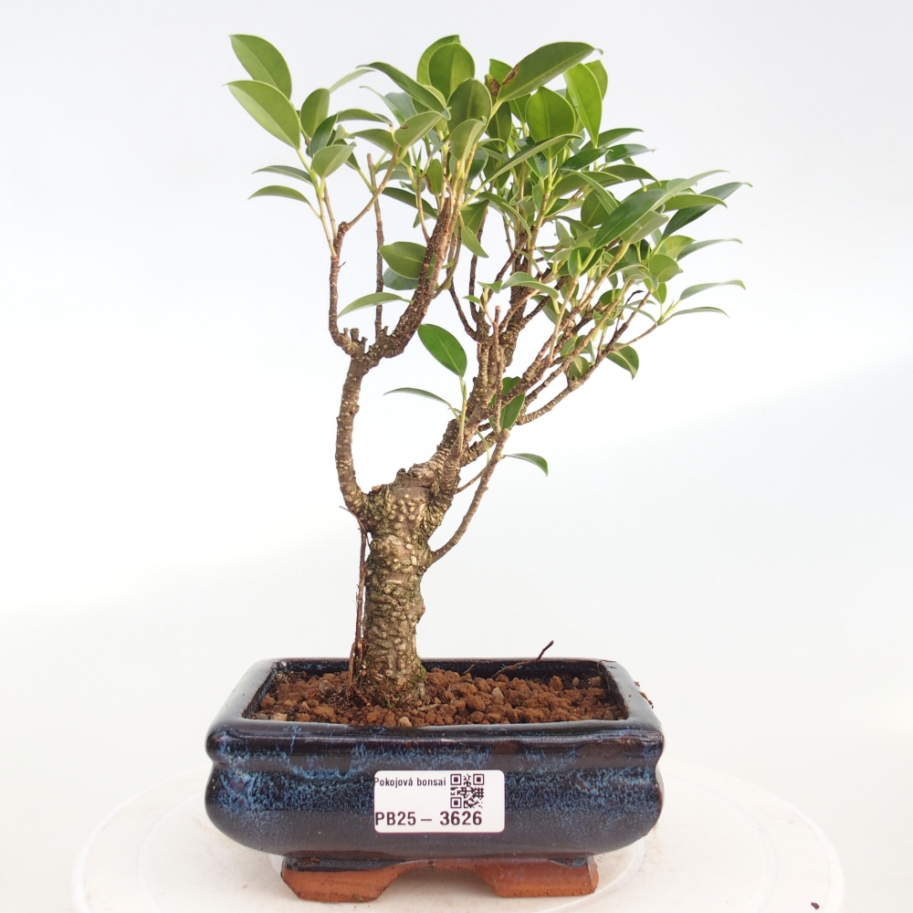 Zimmerbonsai - Ficus retusa - Kleinblättriger Ficus