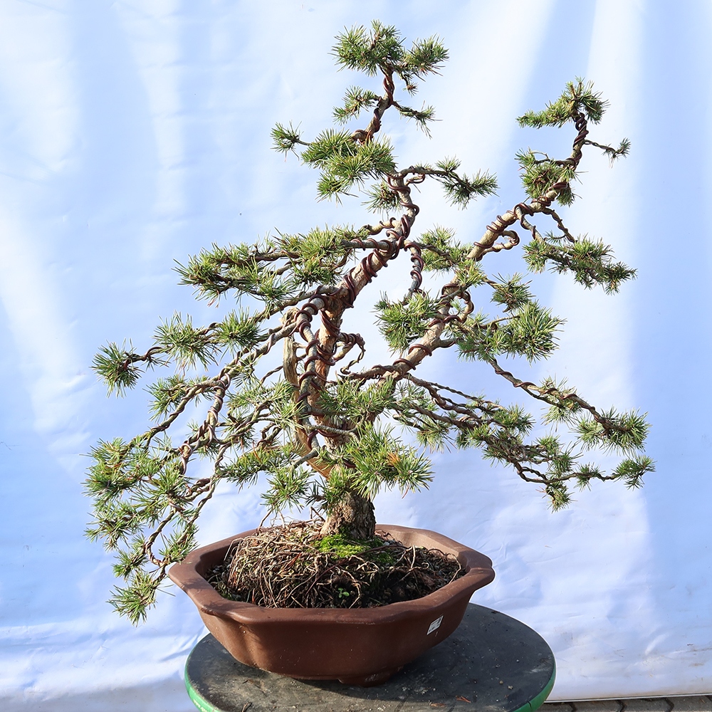 Pinus sylvestris Spanien – Waldkiefer