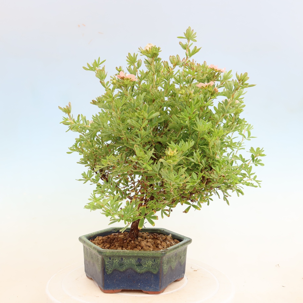 Bonsai für den Außenbereich – Strauch-Fingerkraut – Potentilla fruticosa Bellissima
