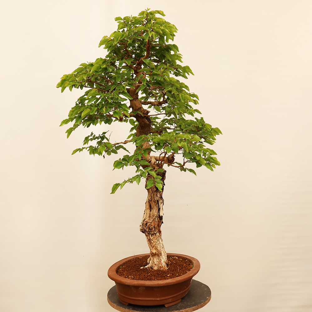 Bonsai für draußen - Karpinus Coreana - Koreanische Hainbuche