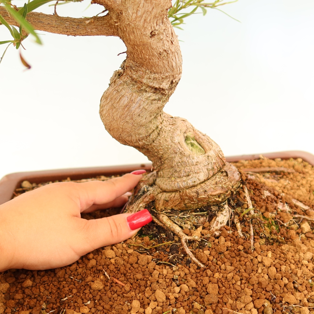 Zimmerbonsai - Ficus nerifolia - Kleinblättriger Ficus
