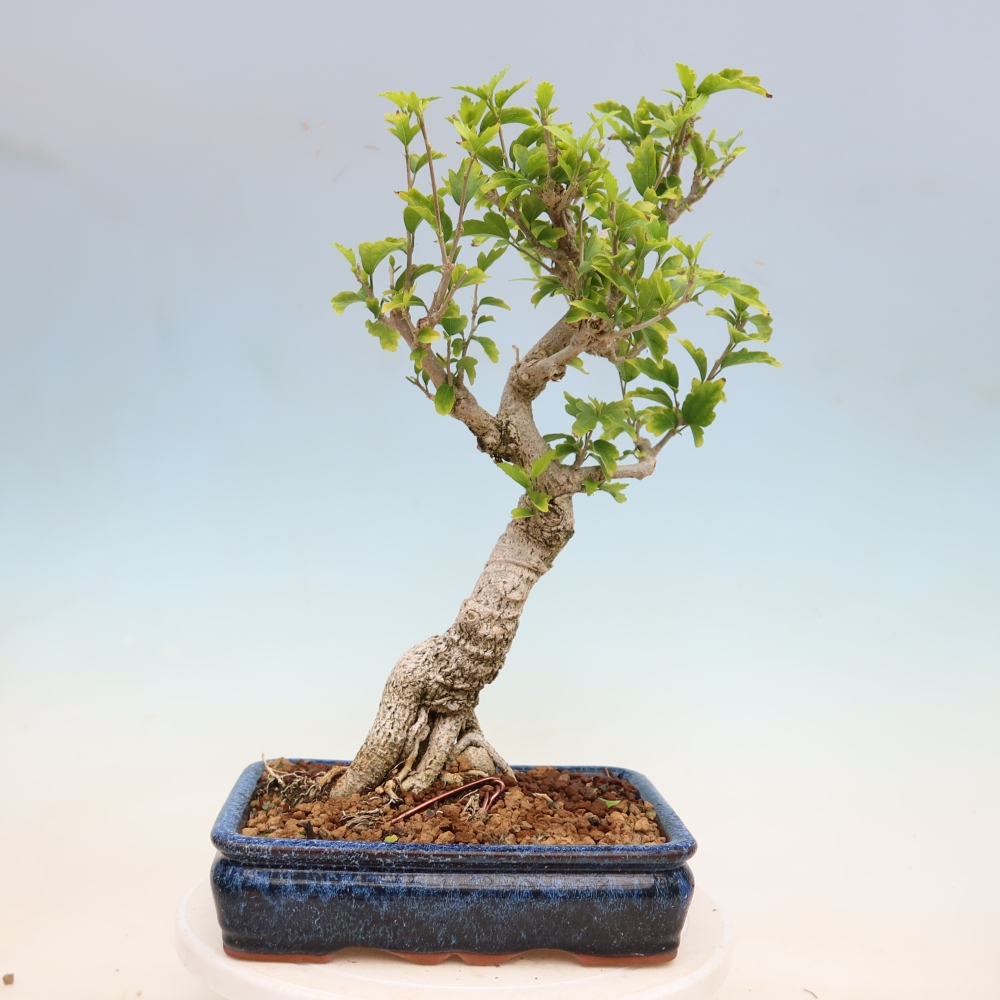 Bonsai für den Außenbereich – Hibiscus syriacus – Syrischer Hibiskus