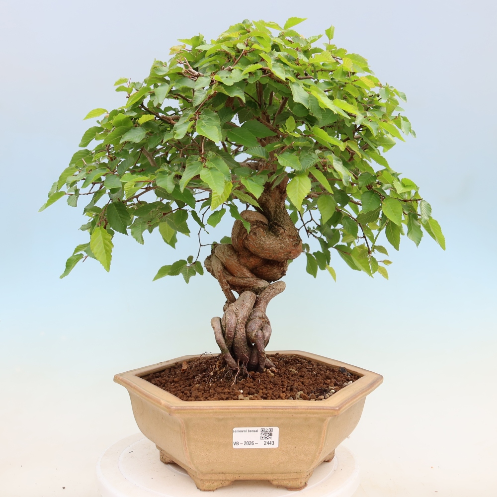 Bonsai für draußen - Karpinus Coreana - Koreanische Hainbuche