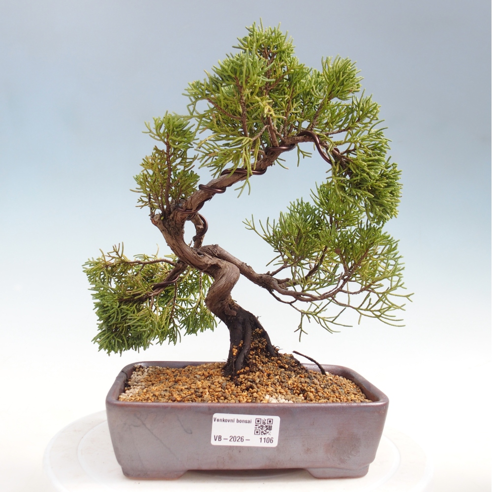 Bonsai für draußen - Juniperus chinensis Kishu