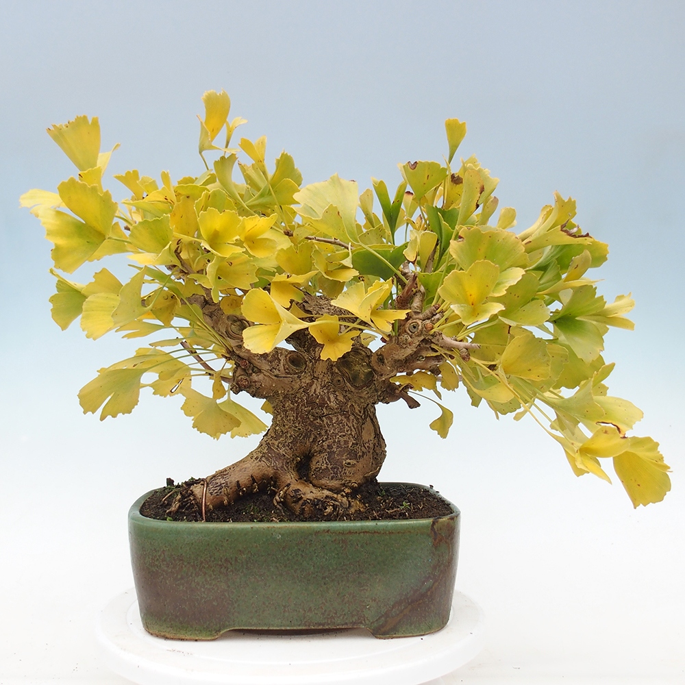 Bonsai für draußen - Ginkgo biloba - Ginkgo biloba