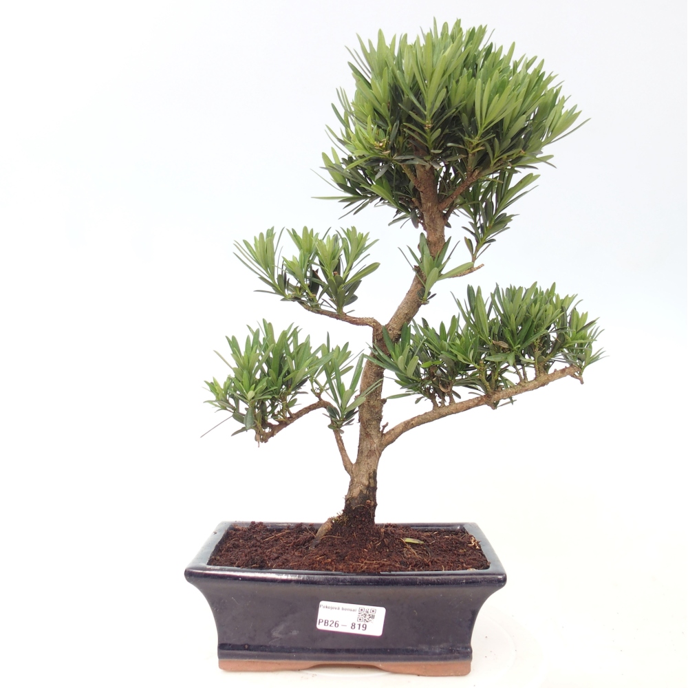 Zimmerbonsai - Podocarpus - Stein-Eibe