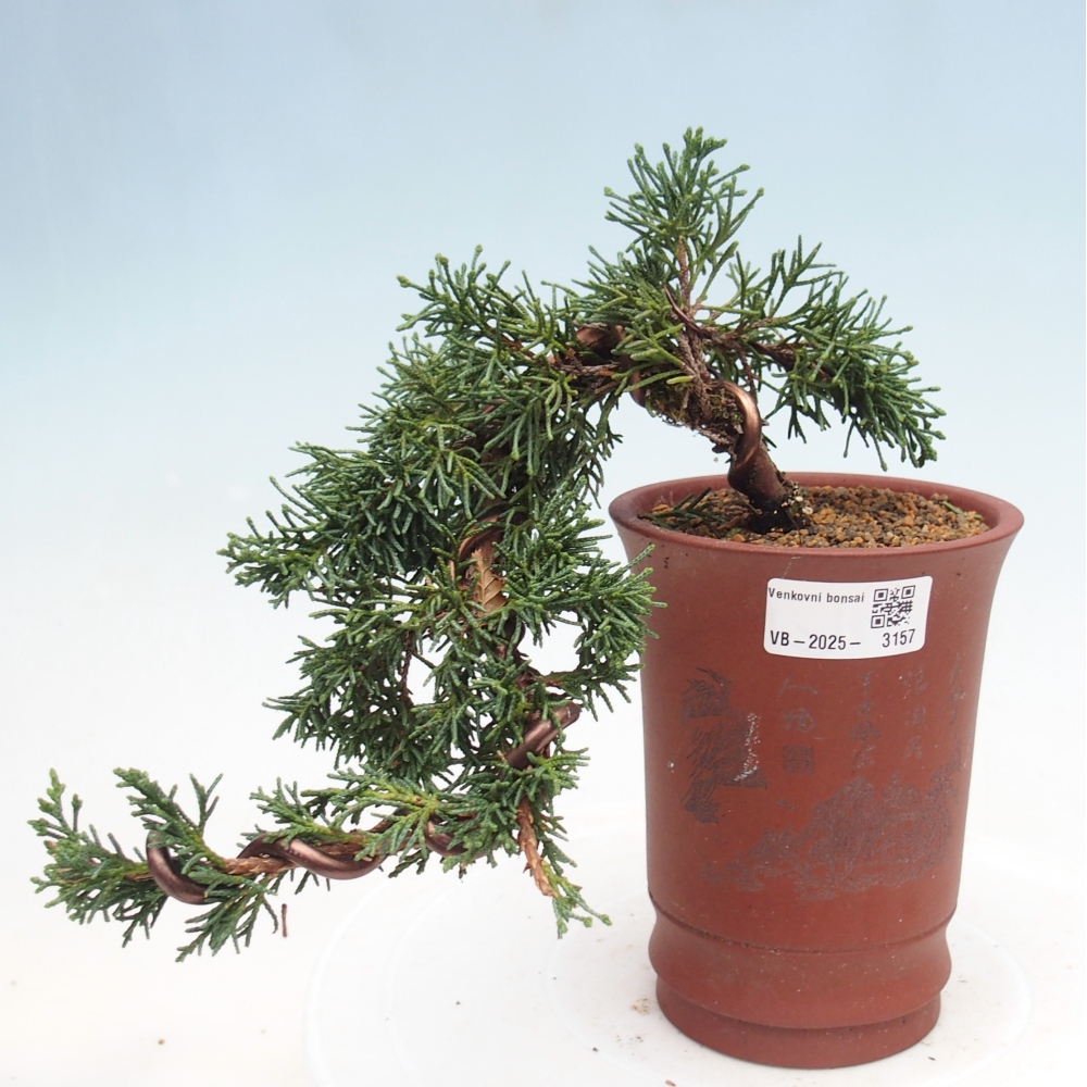 Bonsai für draußen - Juniperus chinensis Kishu
