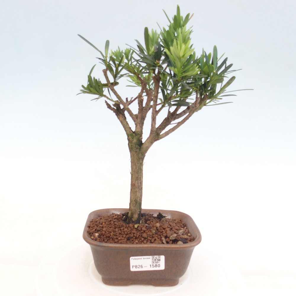 Zimmerbonsai - Podocarpus - Stein-Eibe