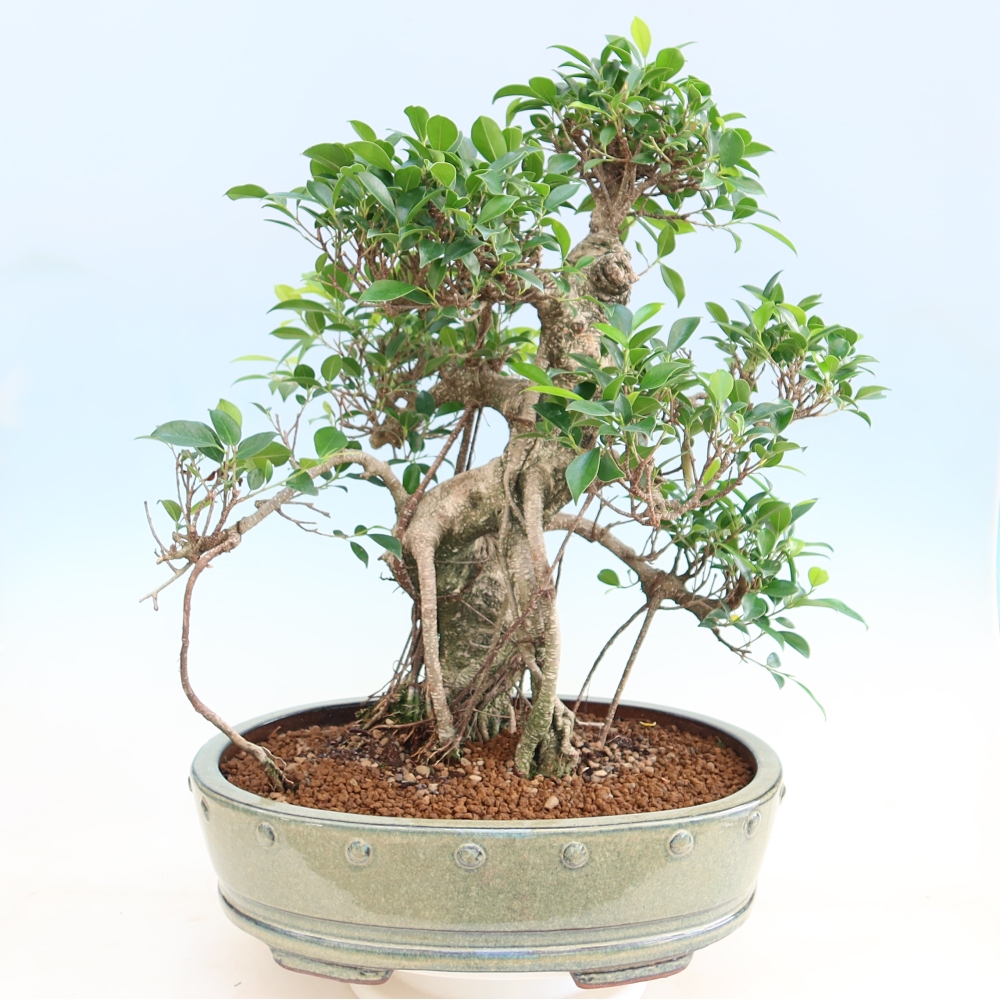 Zimmerbonsai - Ficus kimmen - Kleinblättriger Ficus