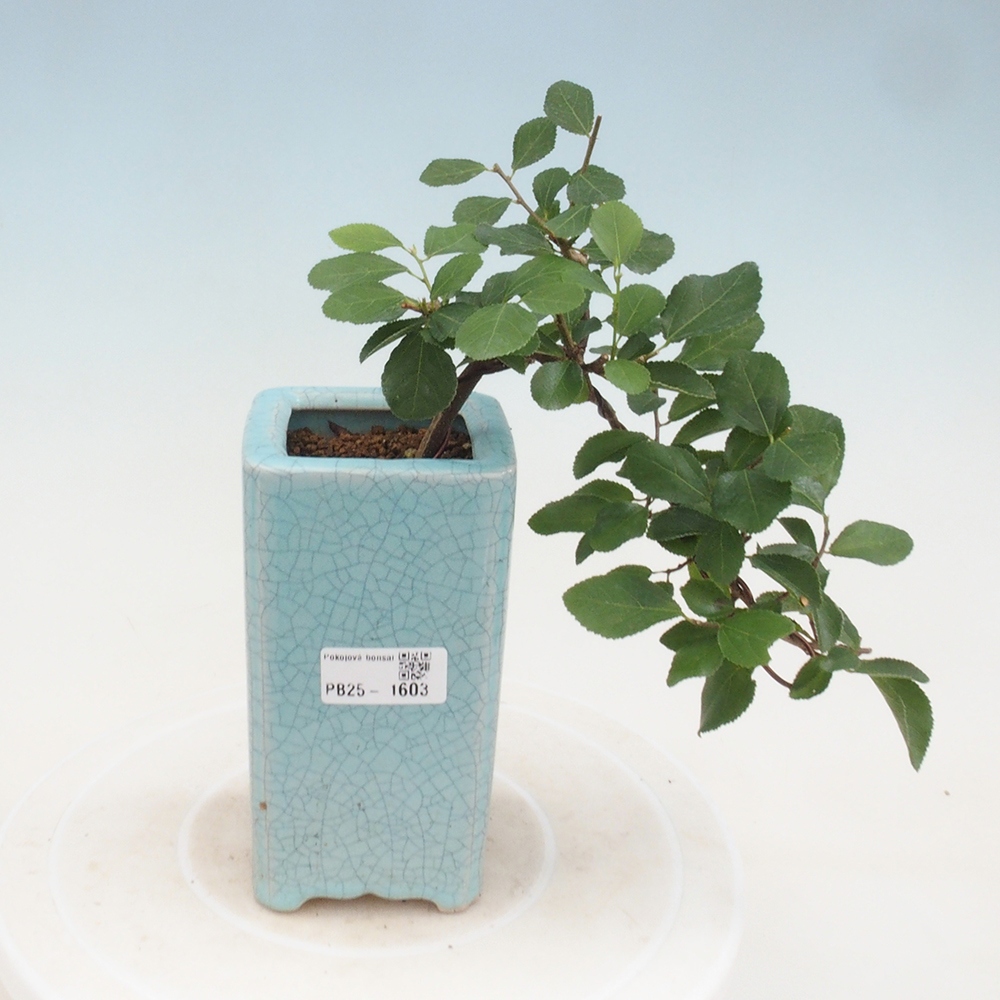 Zimmerbonsai - Grewia occidentalis - Lavendel Seestern