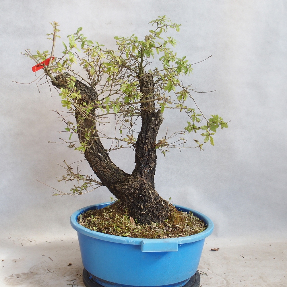 Außenbonsai Quercus Cerris - Eiche Cer