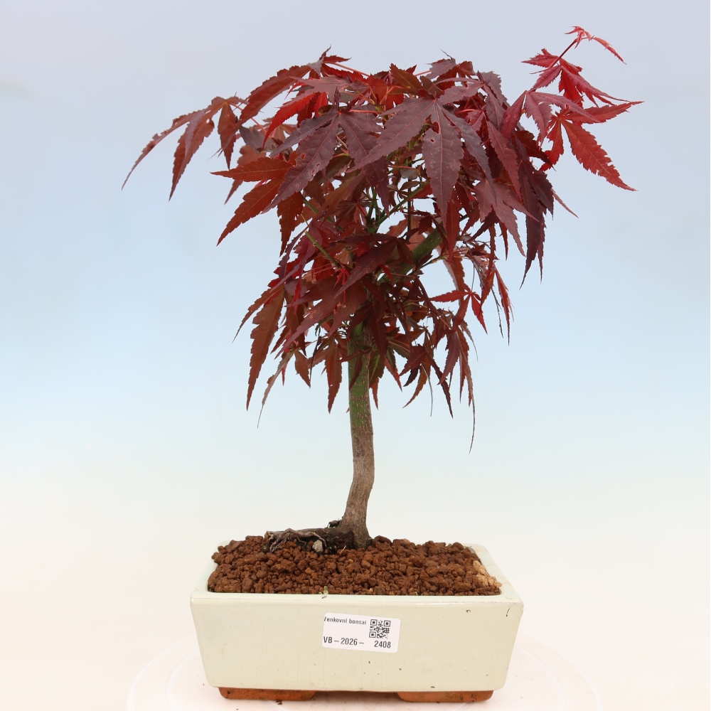 Bonsai für draußen - Acer-Palme. Atropurpureum-Javor palmate